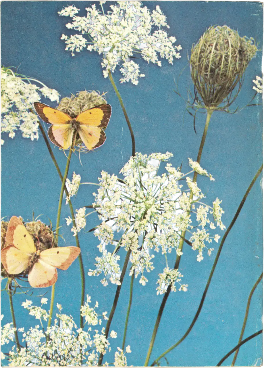 Fotografia naturalistica a tutta pagina che ritrae un prato in fiore sotto un cielo limpido. Protagoniste sono due farfalle gialle posate su fiori bianchi ad ombrella (probabilmente carota selvatica) e boccioli verdi chiusi, catturando l'essenza della primavera.