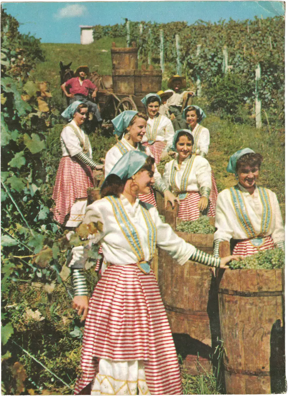 Fotografia a tutta pagina che ritrae un gruppo di vendemmiatrici italiane in Brasile. Le donne indossano abiti festivi a strisce bianche e rosse, camicie bianche e foulard azzurri, mentre lavorano tra i filari di vite riempiendo grandi botti di legno sotto il sole. Sullo sfondo un carro trainato da un asino.